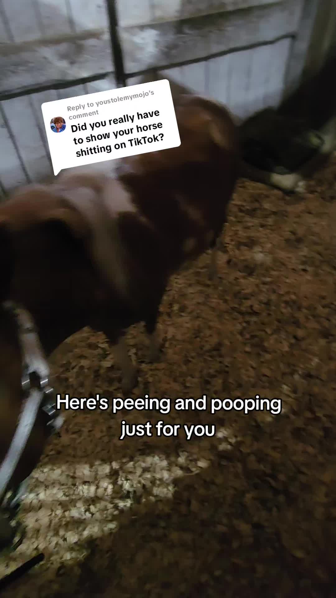 @minihorsemomandtrainer🐴🐴🐴🐴