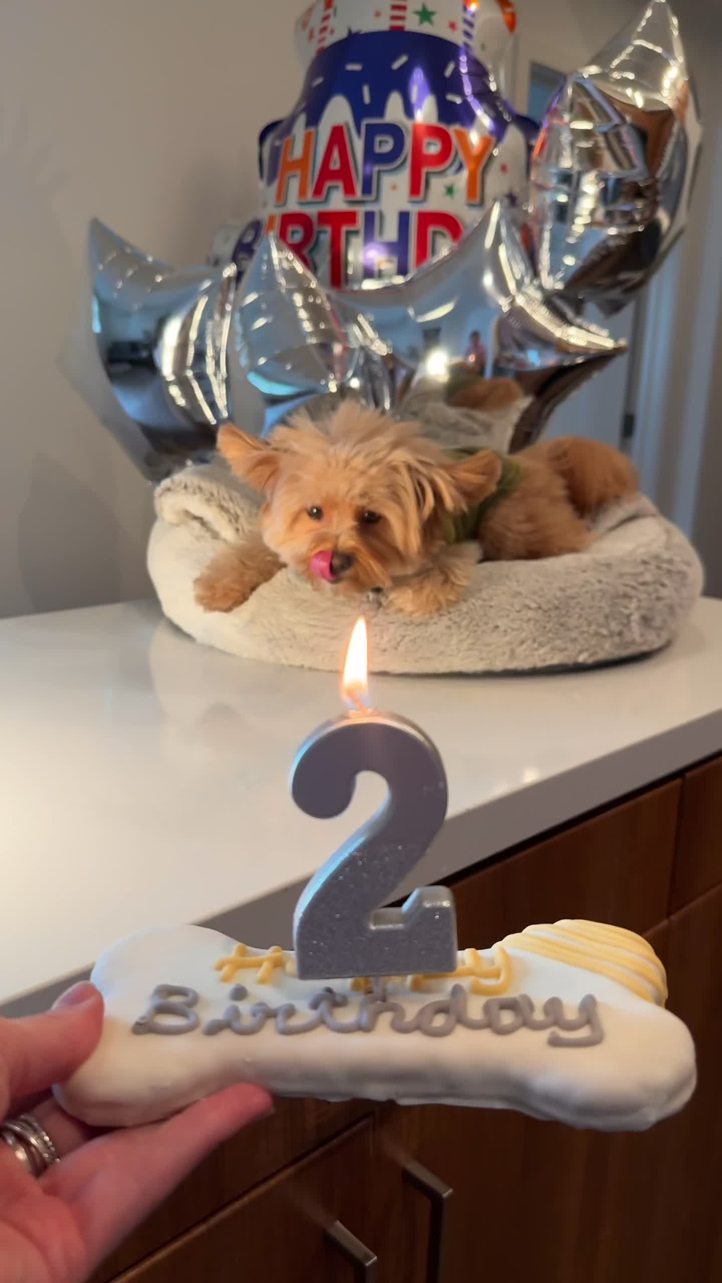 @pomapoo.barney