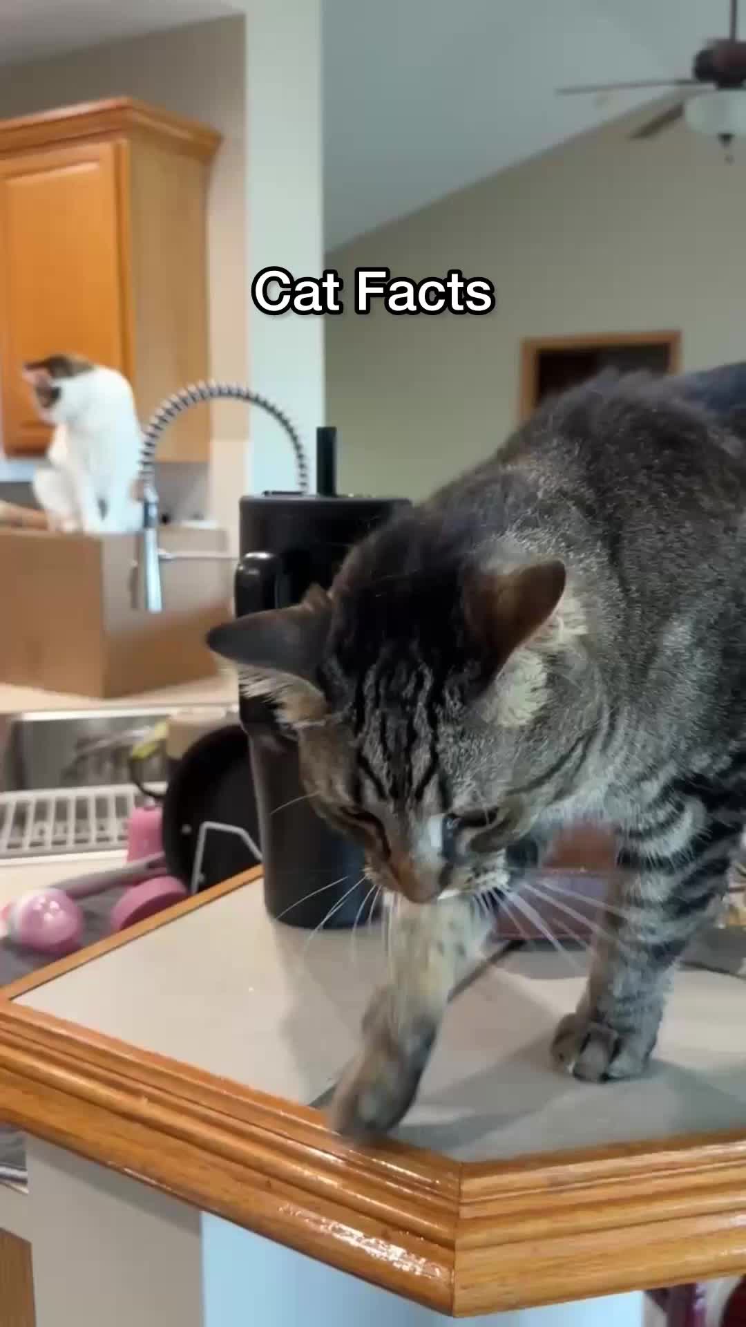 @Chip The Manx