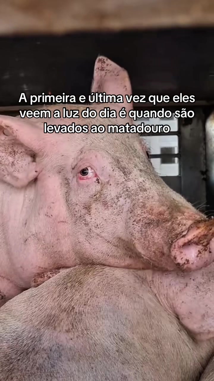 @Carne &eacute; cruel