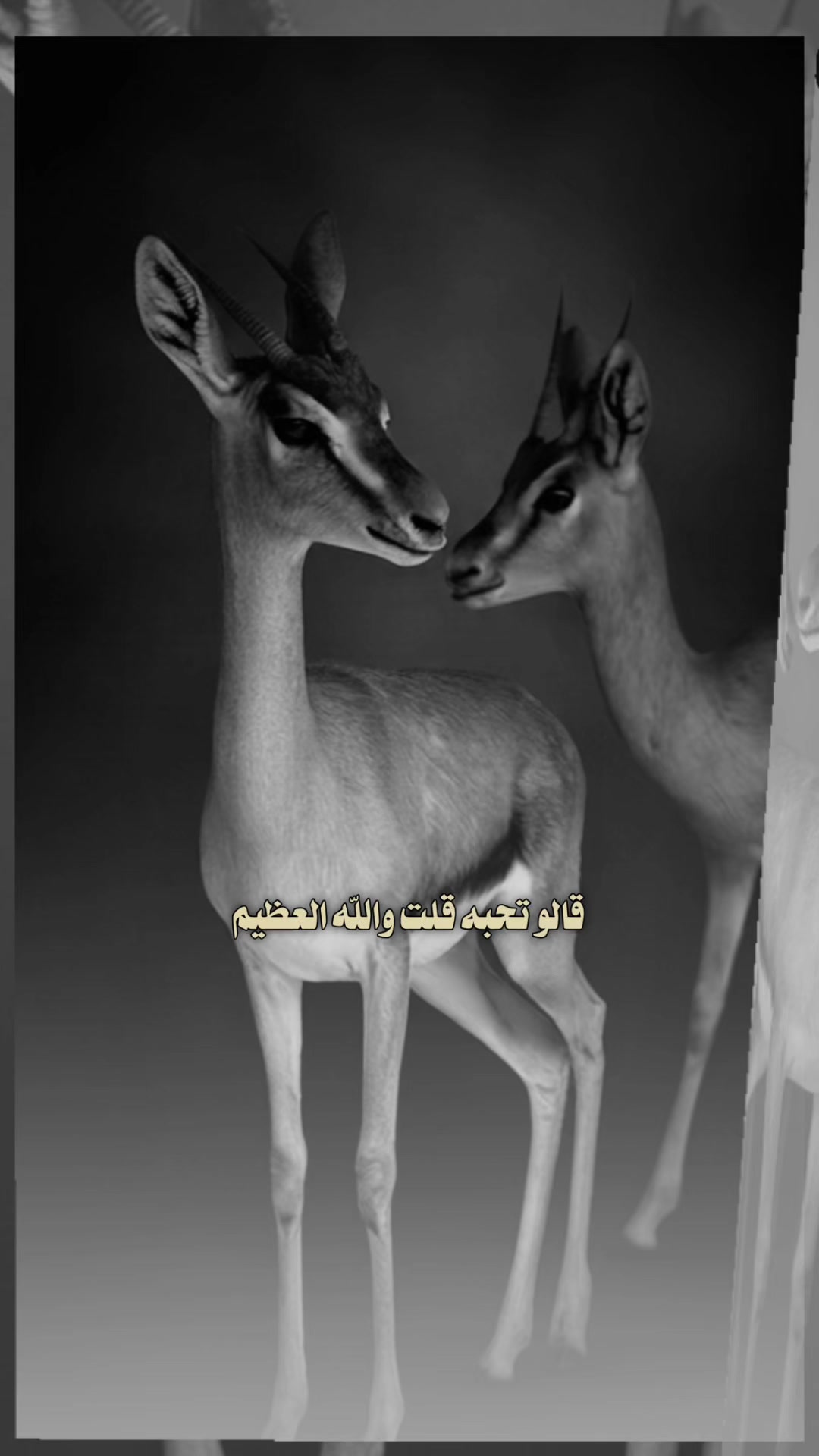 @﮼غزال🦌