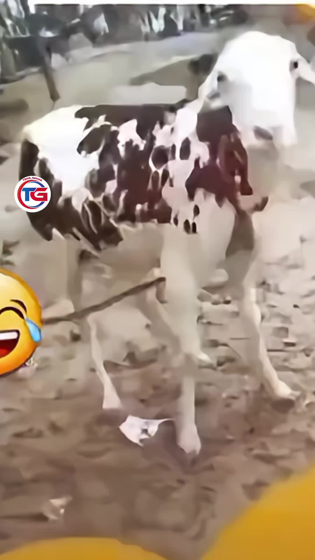 @tiktok_galsen2