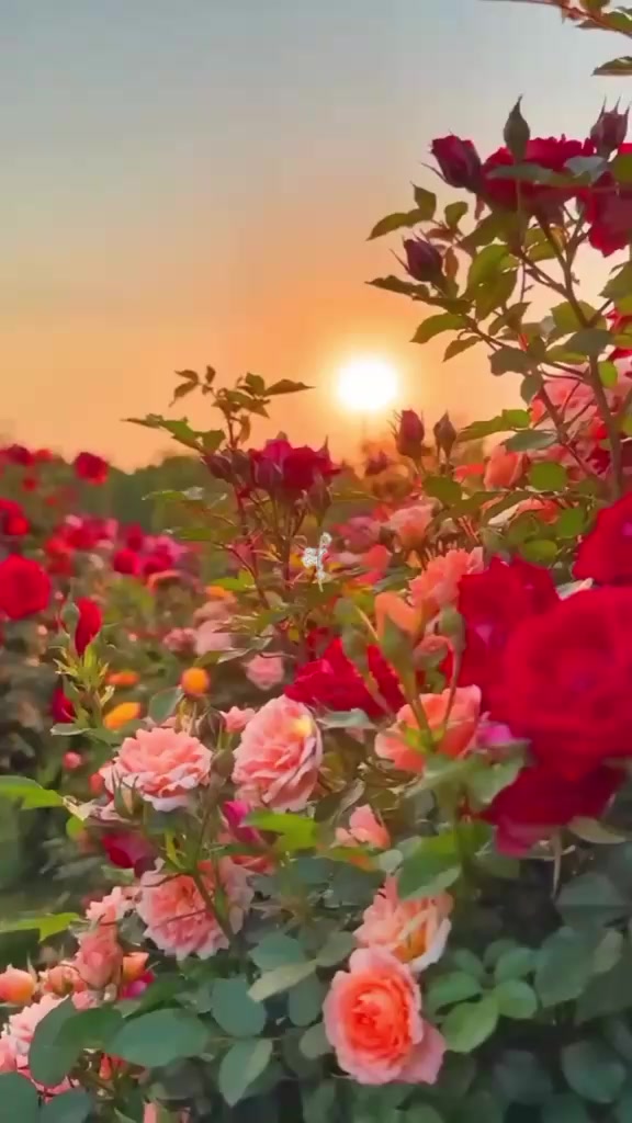@...tanjina....