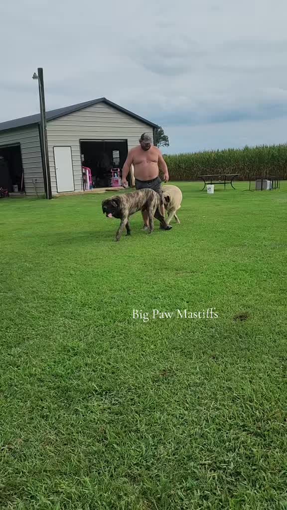 @Big Paw Mastiffs