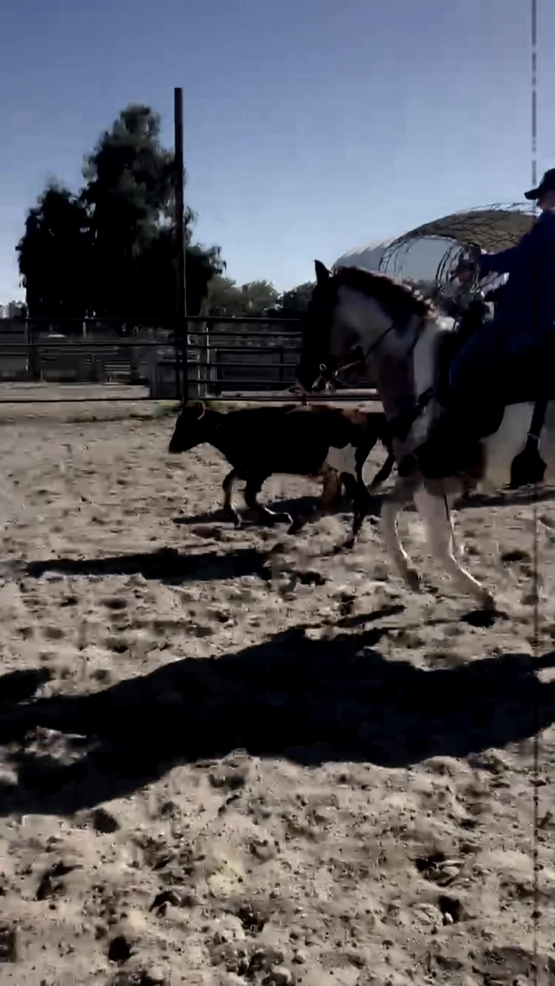 @Cord Forzano Rope Horses