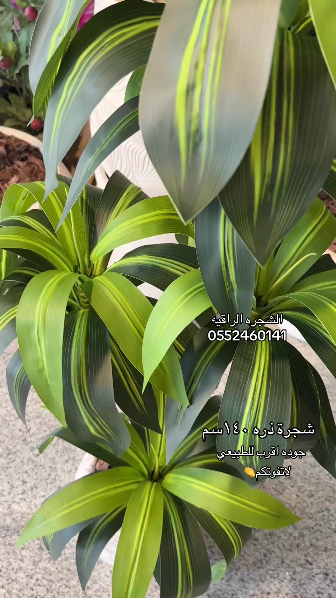 @الشجره الراقيه(زهور المملكه)🌴