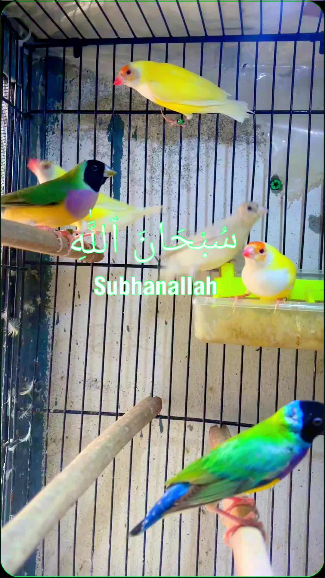 @Lala Aviary