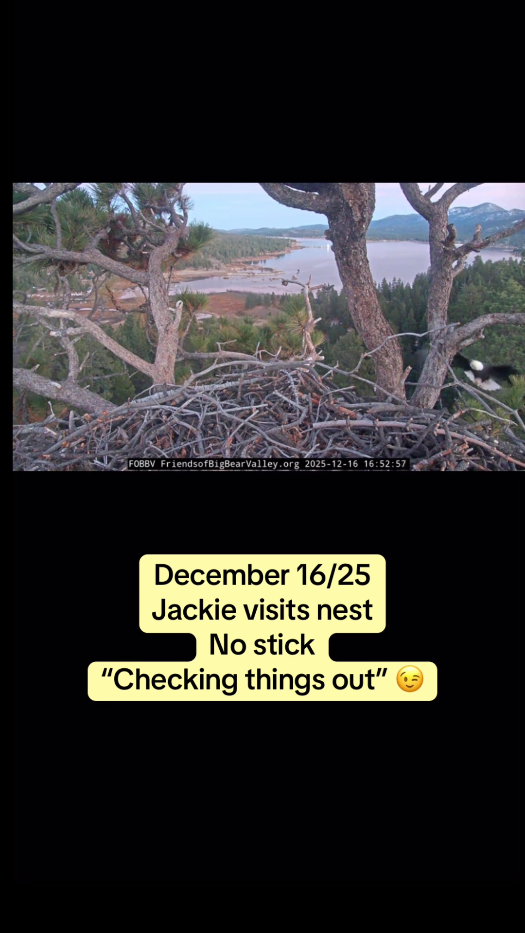 @feathery_friends_family