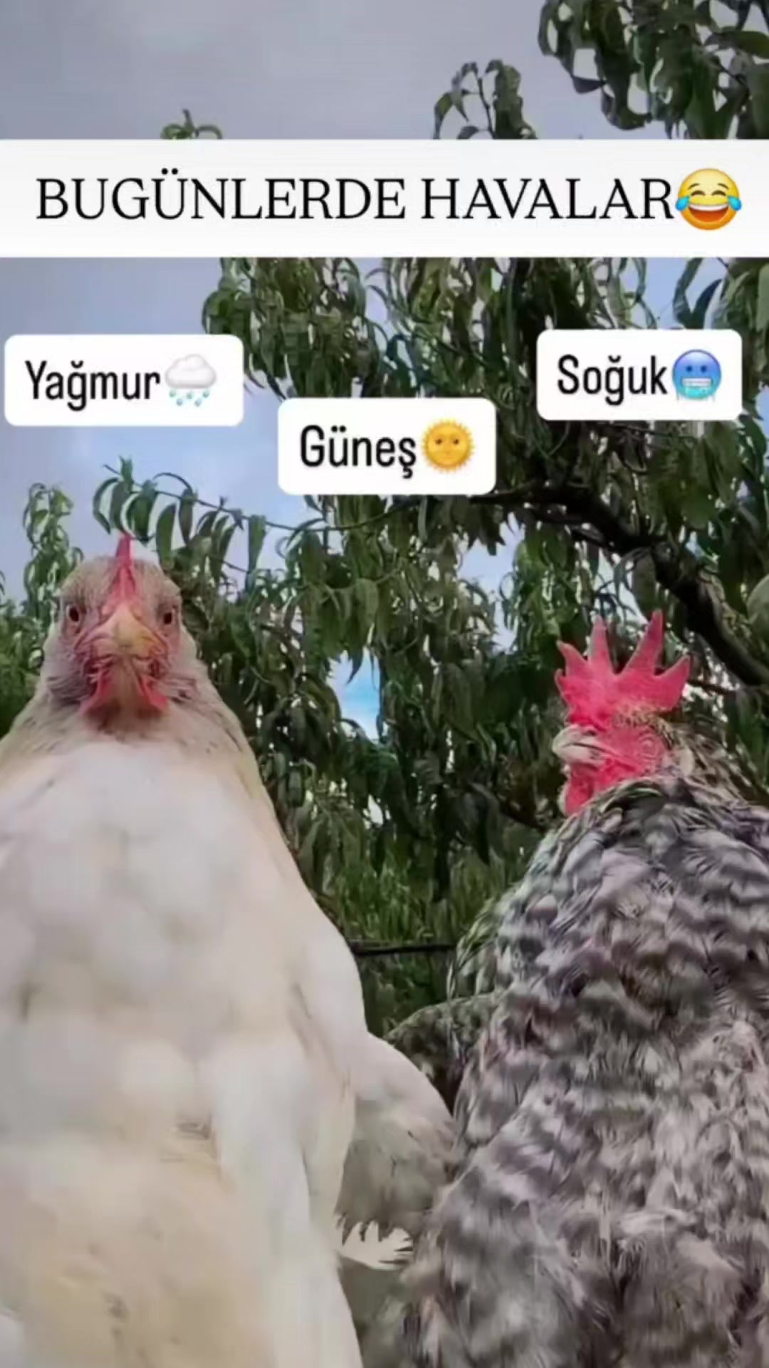 @nur şimşek