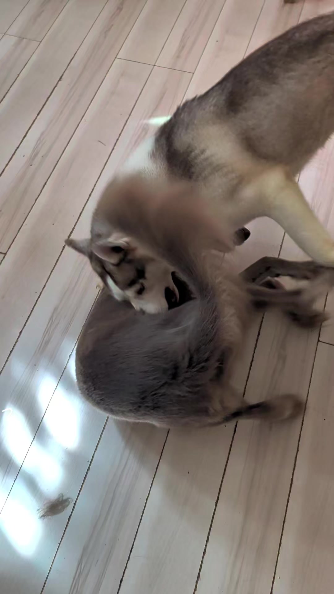 @大型犬3頭&小型老犬4頭多頭飼いの生活