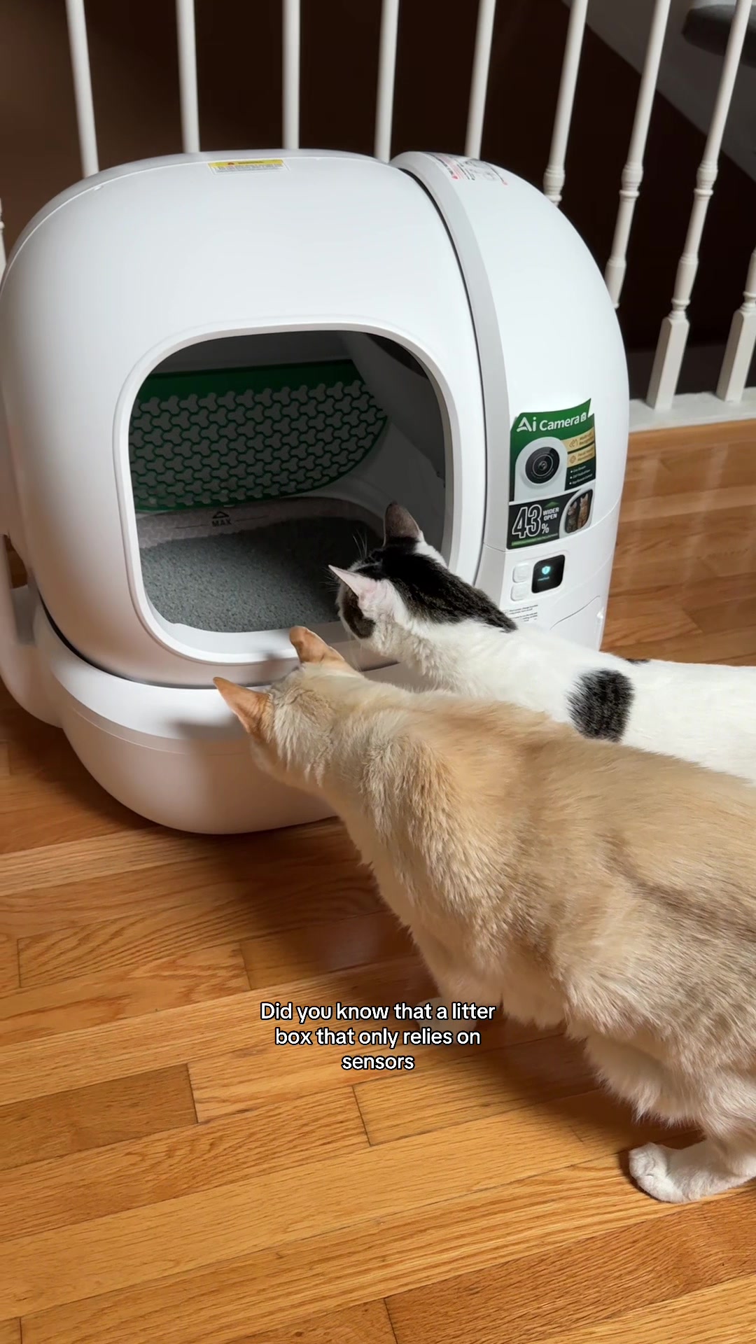 @Angel the Cat Mom