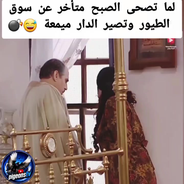 @Pigeons Tv