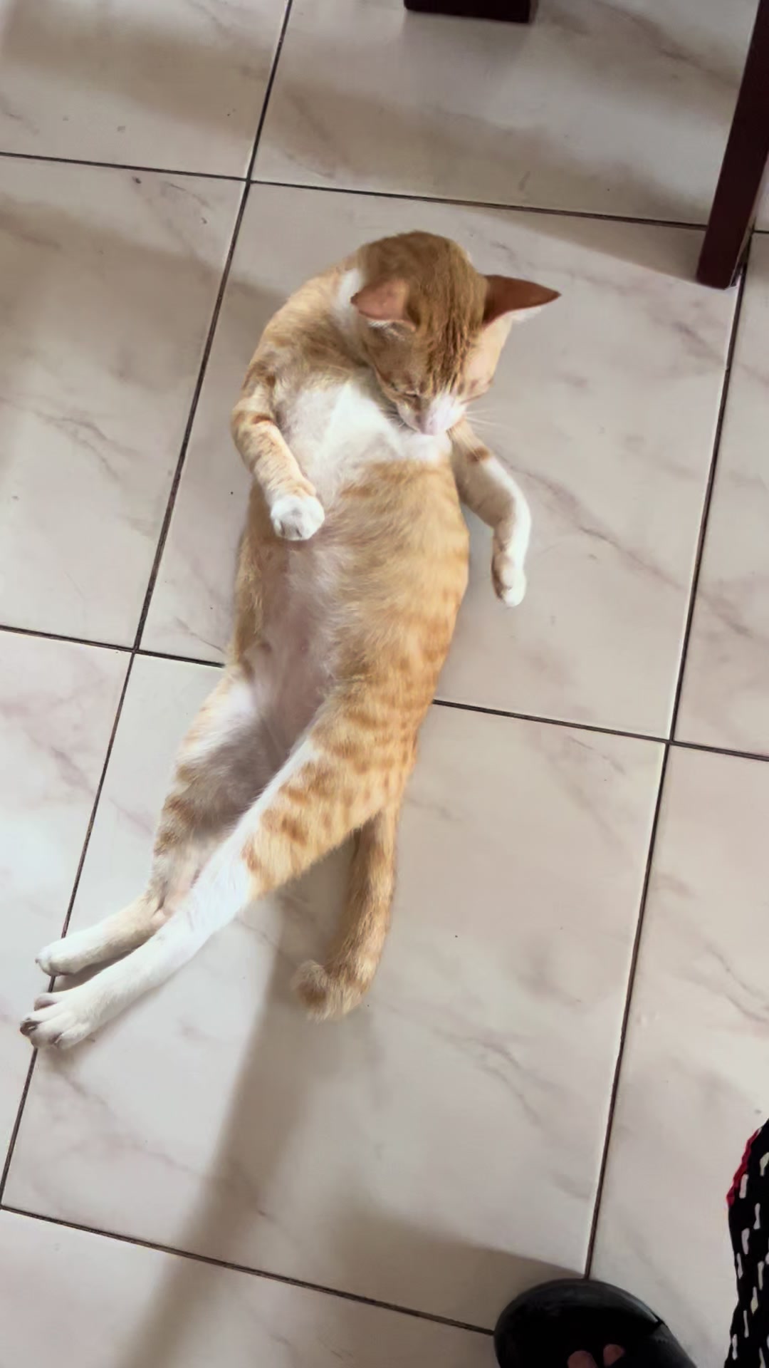 @Bunggok The Fat Cat