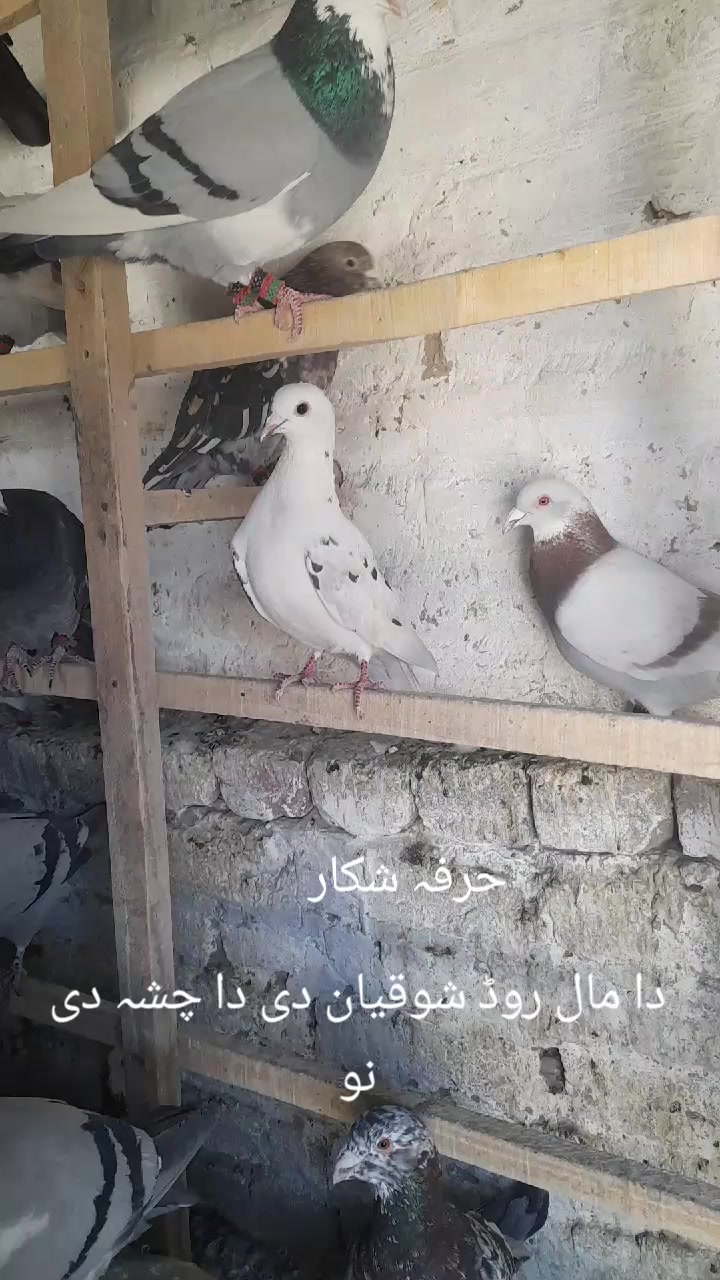 @chamanjanshoukmallroade