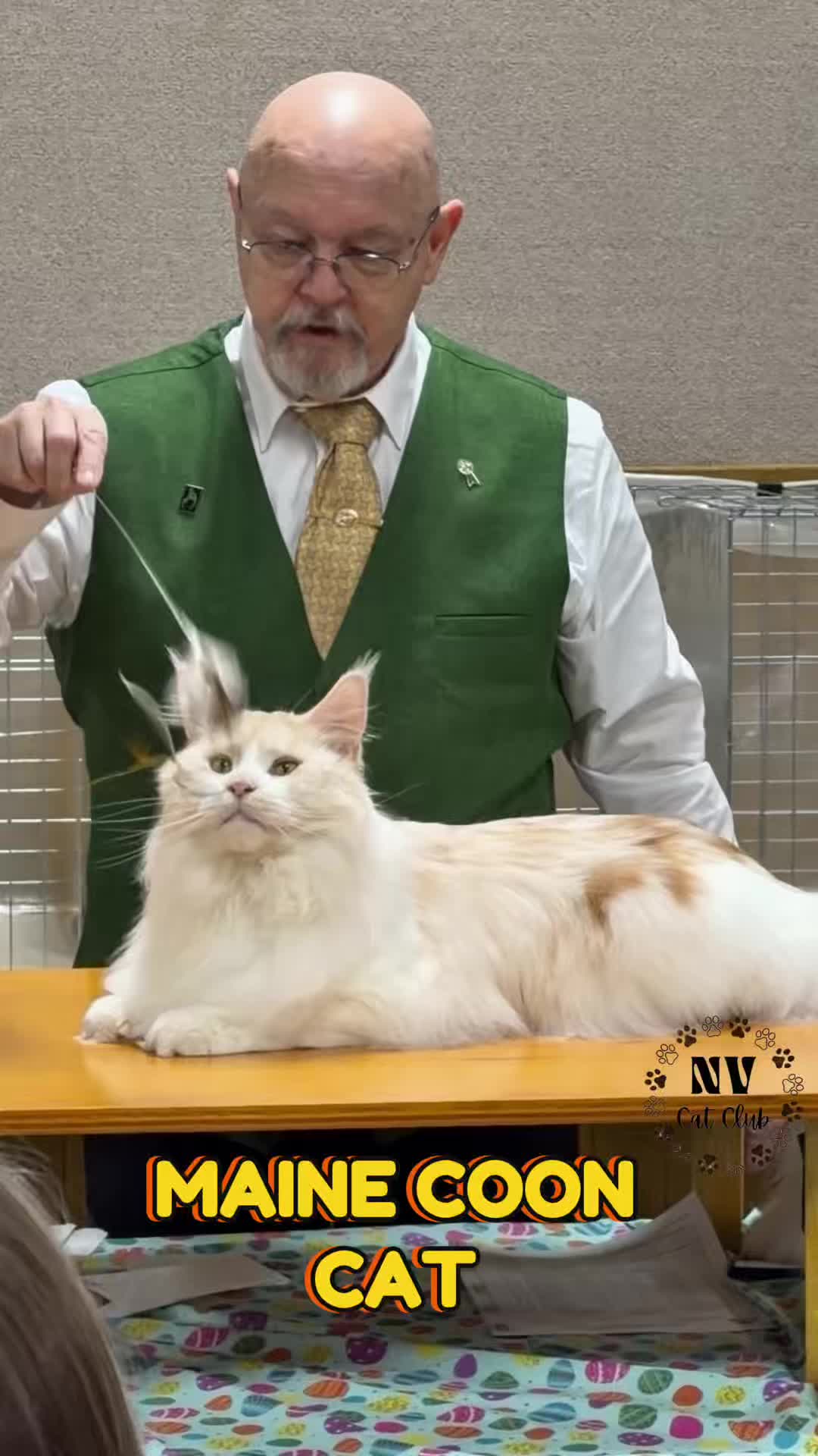 @NewVisionCatClub