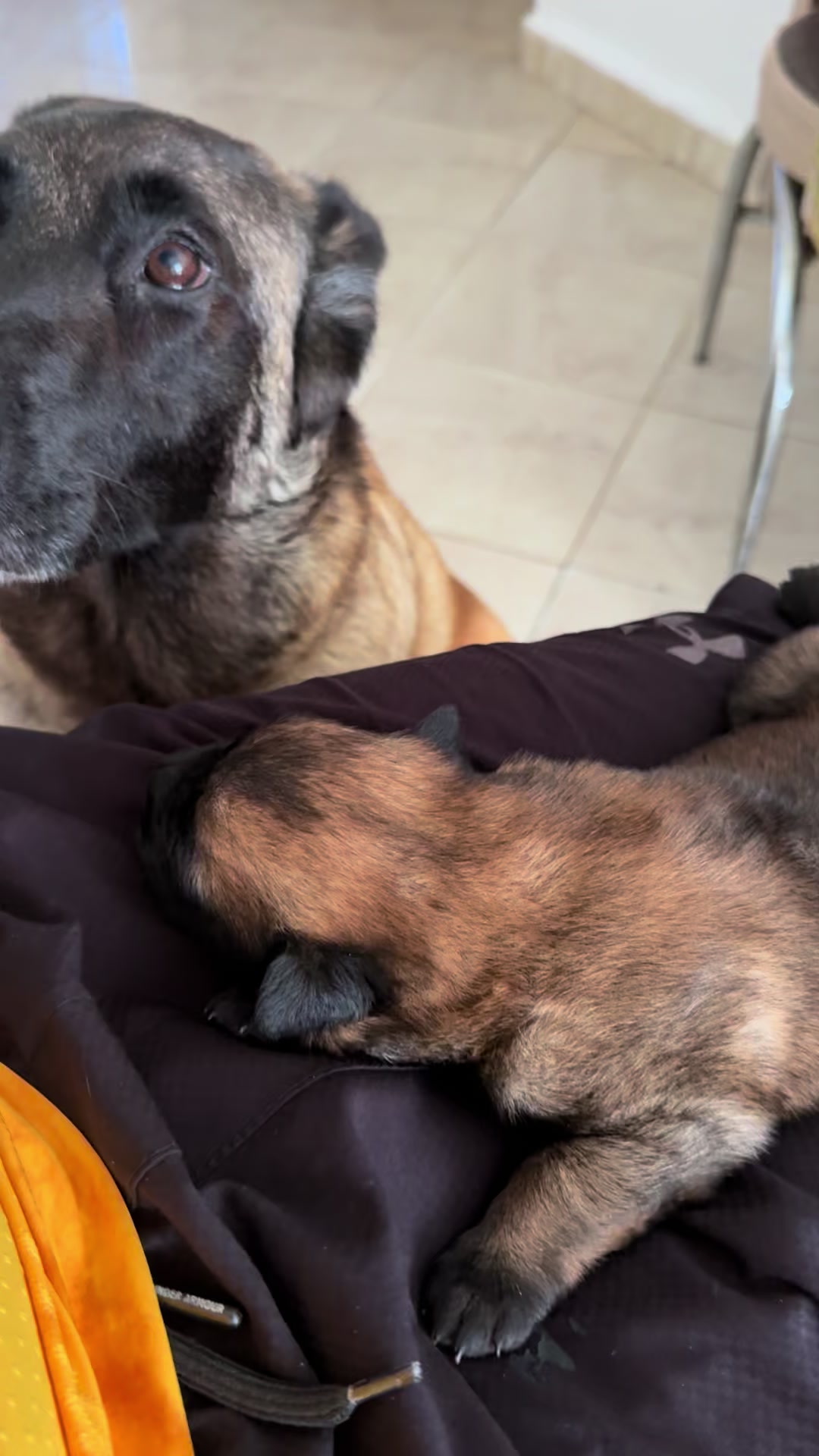 @Aldo🦍&pawla🦮