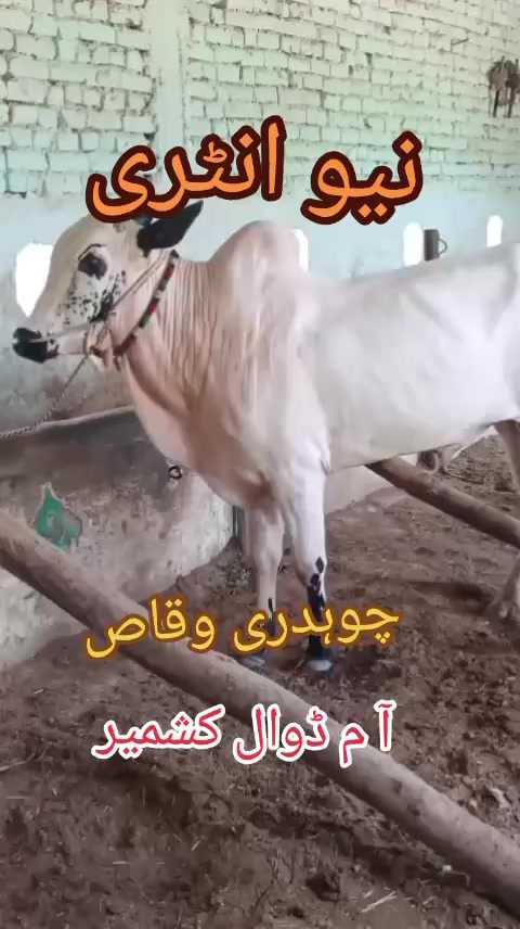 @Malik kamran