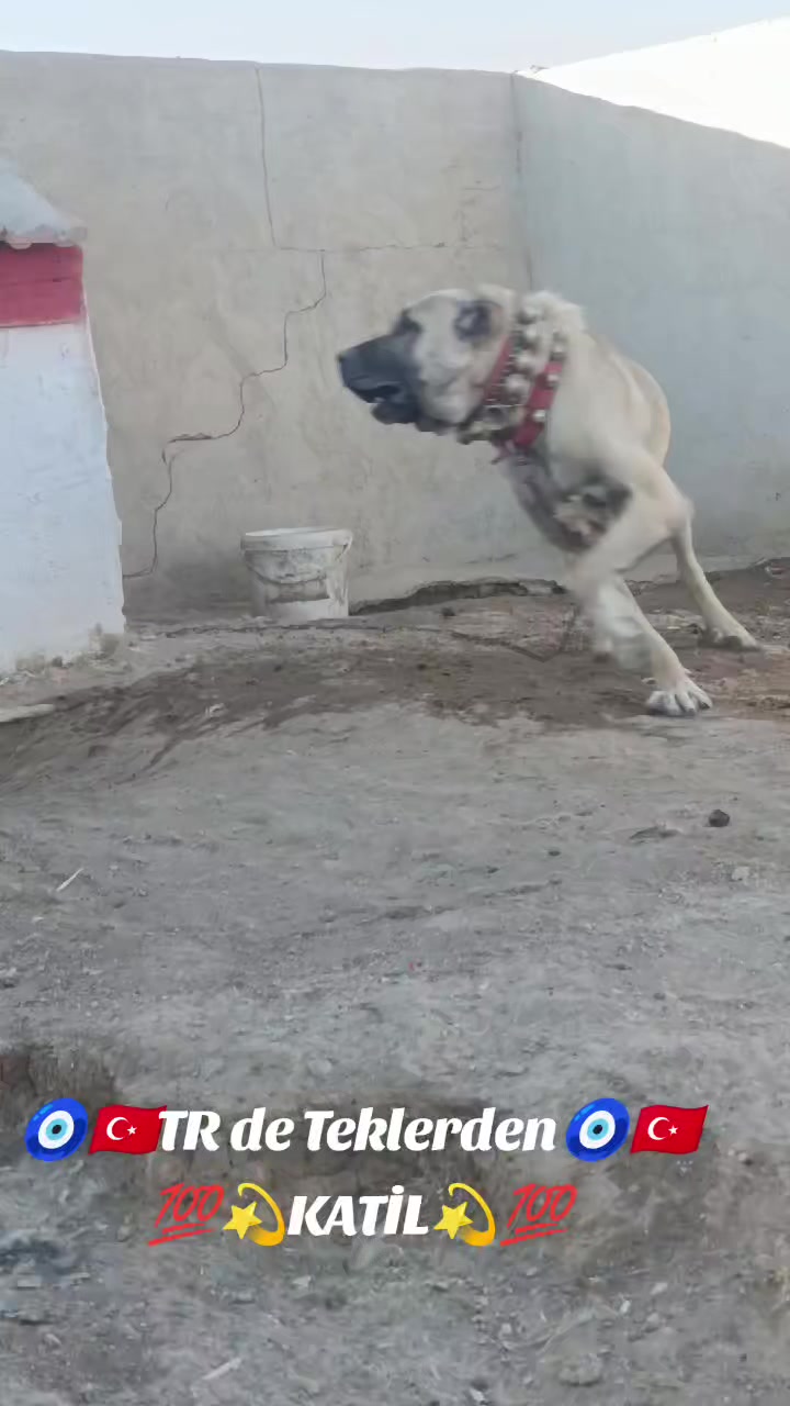 @Tekin Ersöz