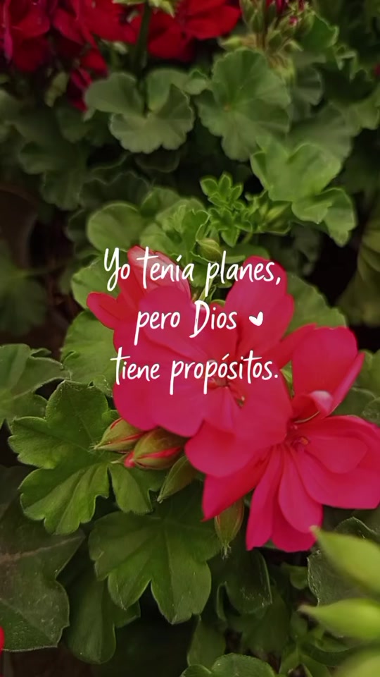 @Jardín Hero