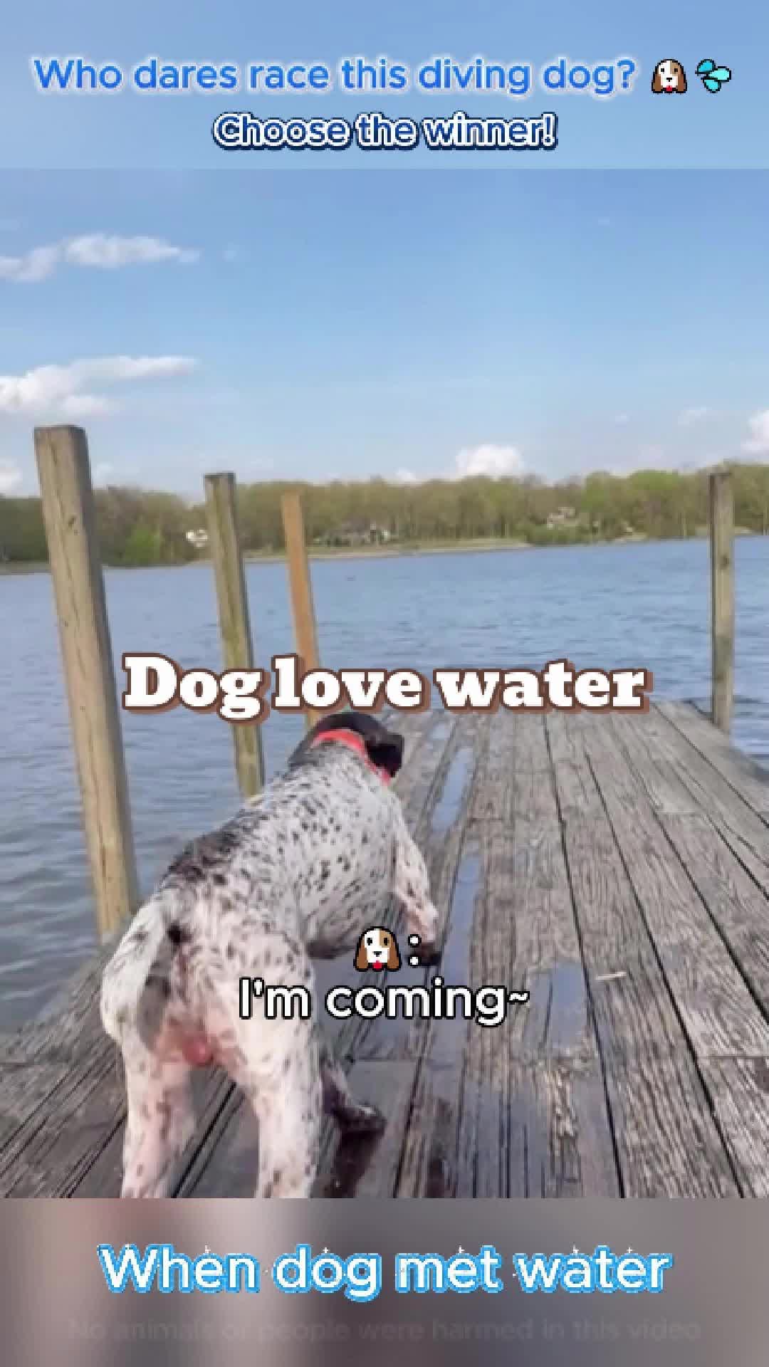 @pet.funny799