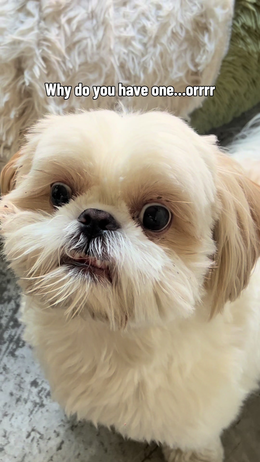 @Hugh the Shih Tzu