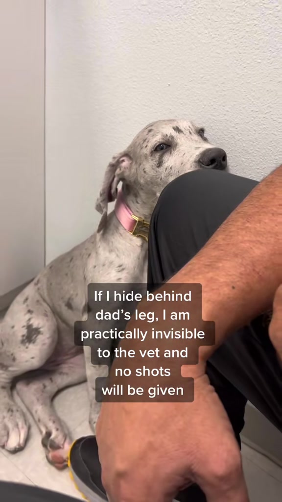 @Calliope & Athena Bleu
