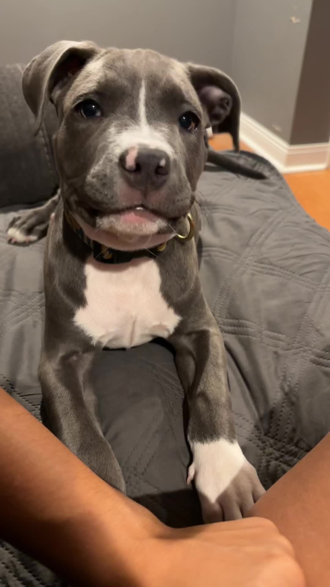 @OurPittieLittleLife🐶