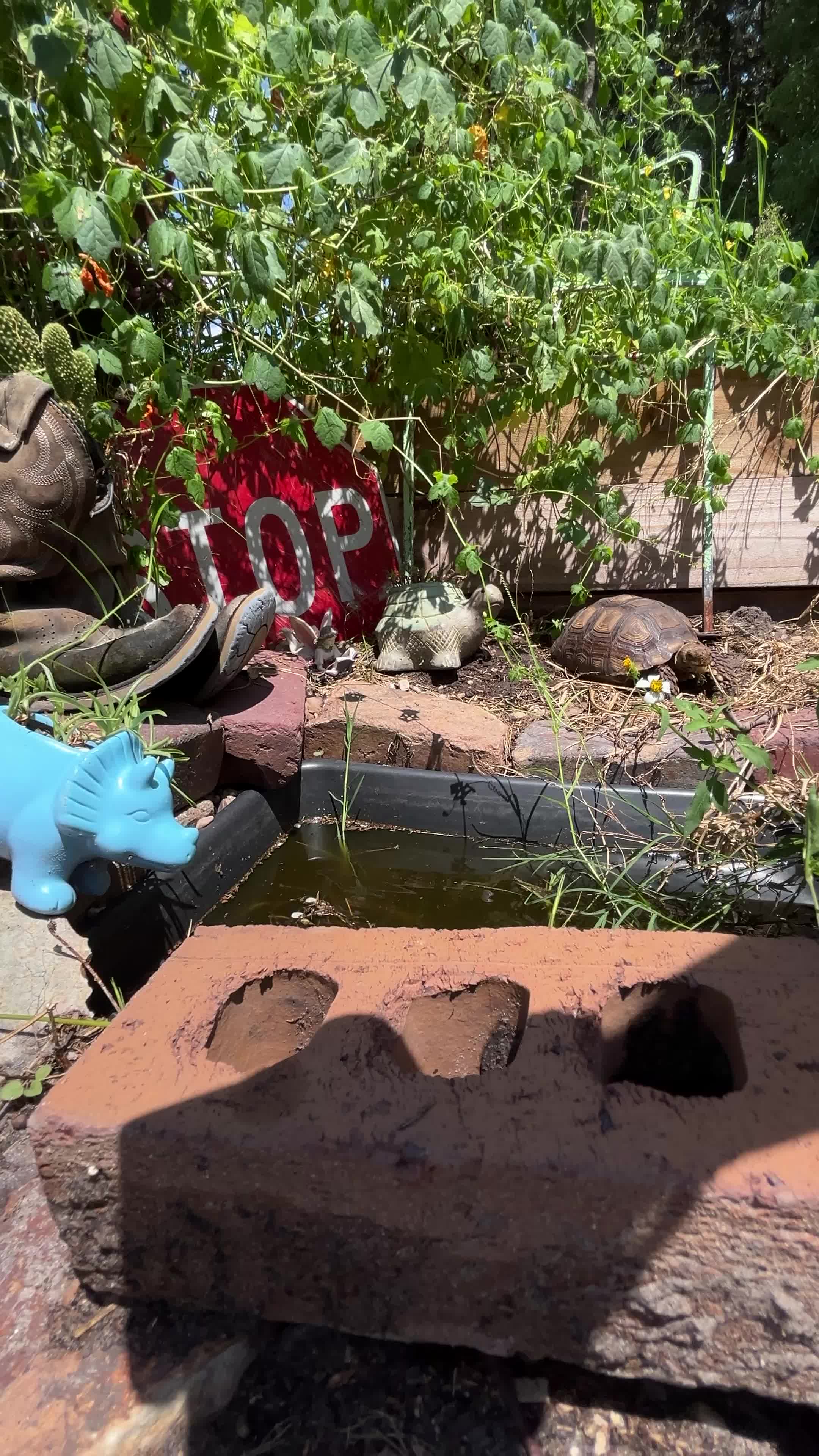 @shaqthetortoise