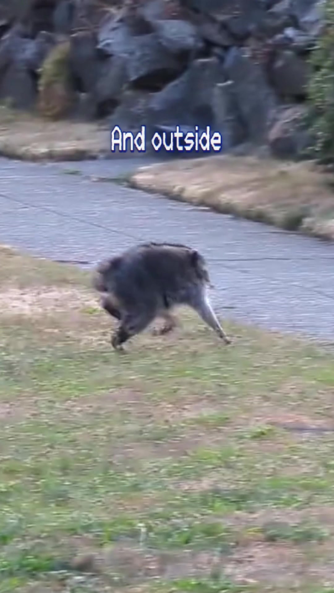 @Raccoon Music Videos