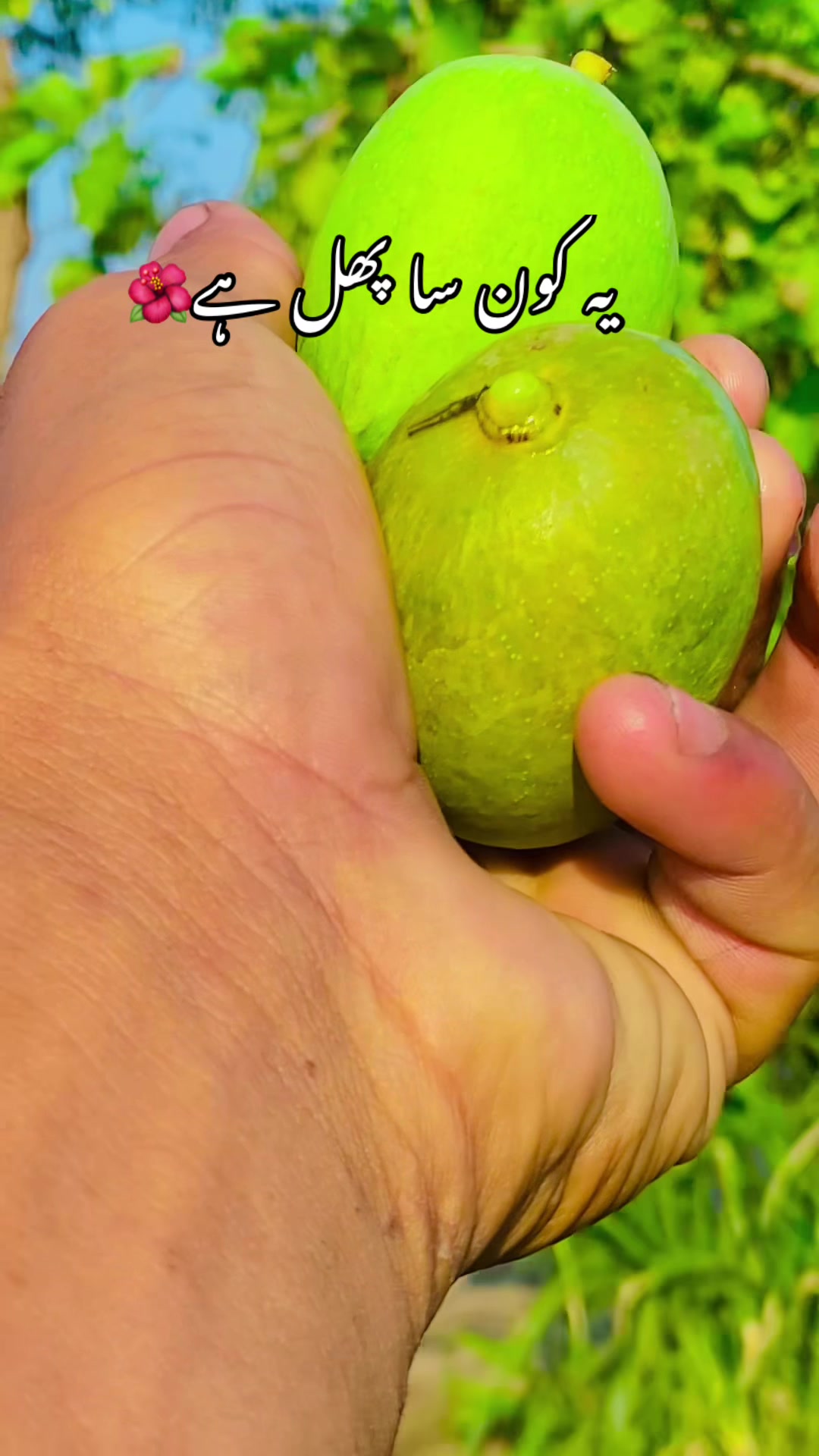 @🥬🎗️پنڈاں آے 🌺