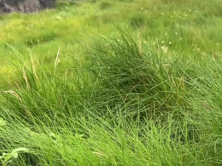 @Mahi
