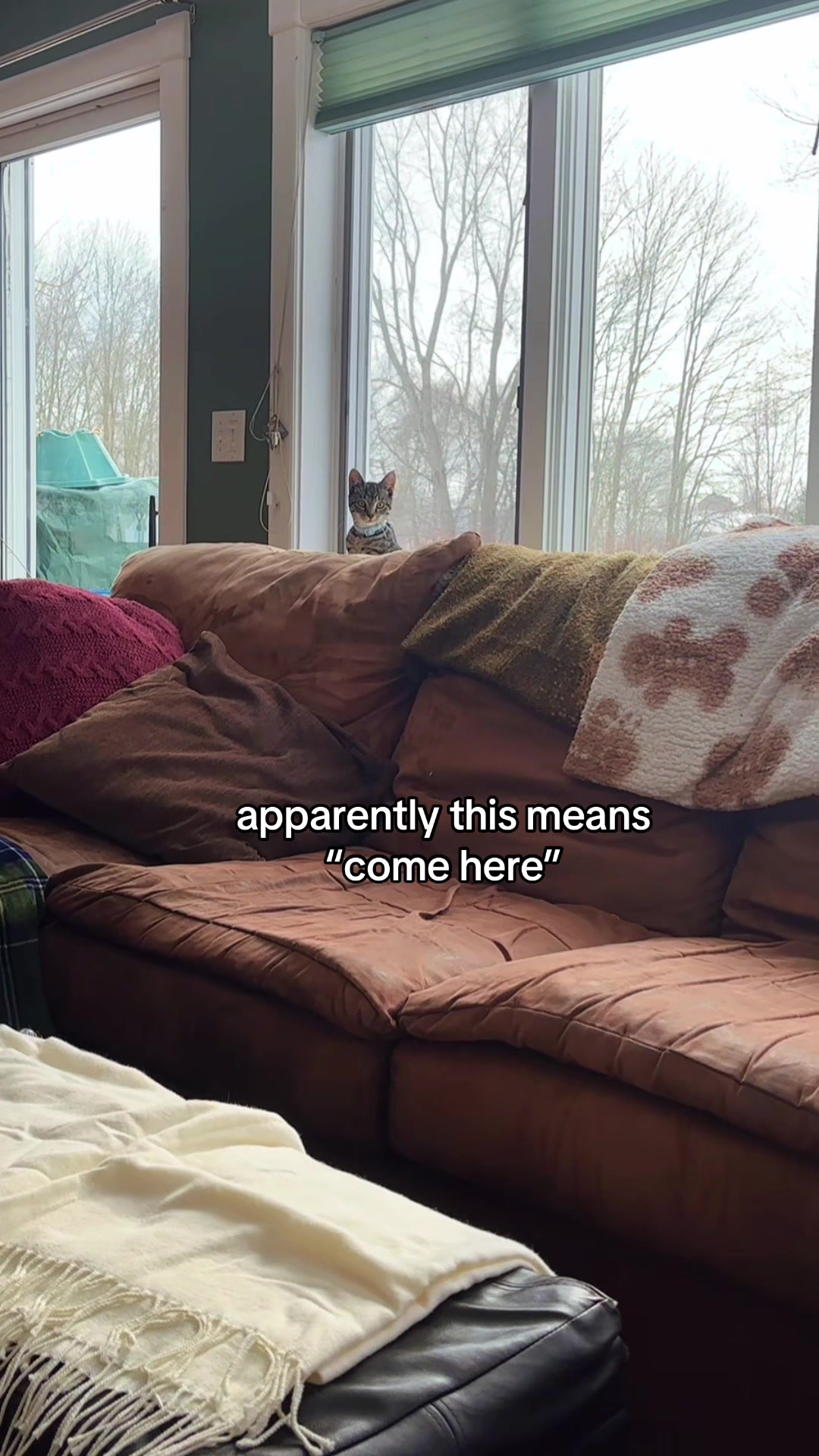 @corryn