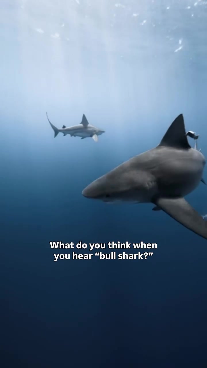@Ocean Ramsey Sharks