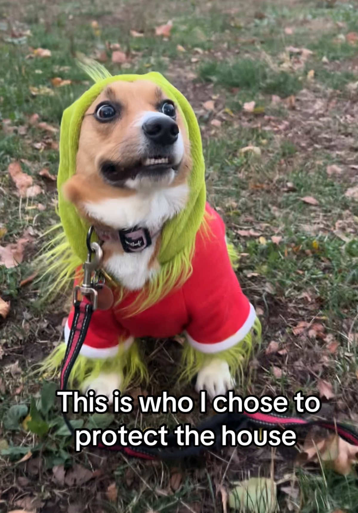 @Cosmo The Cute Corgi
