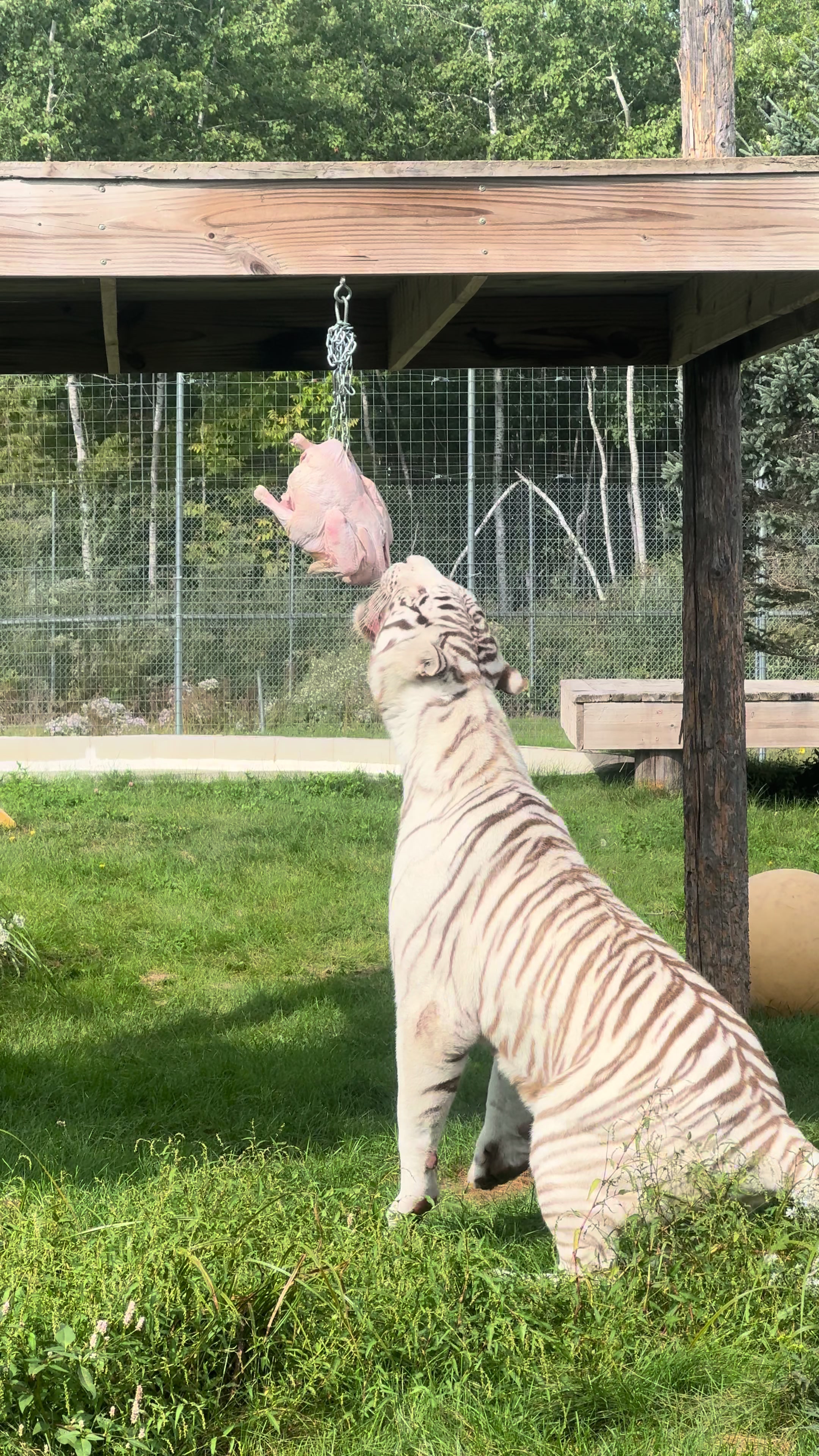 @The Wildcat Sanctuary