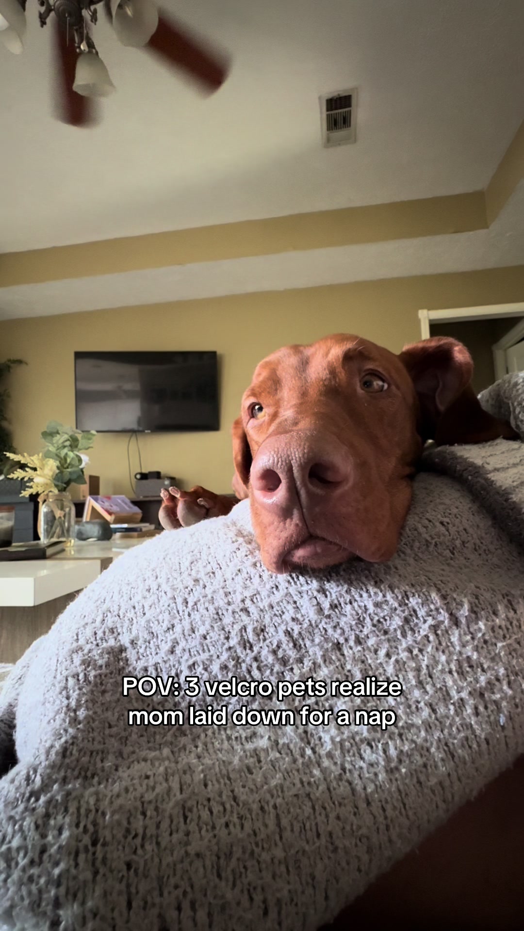 @Tycho the vizsla