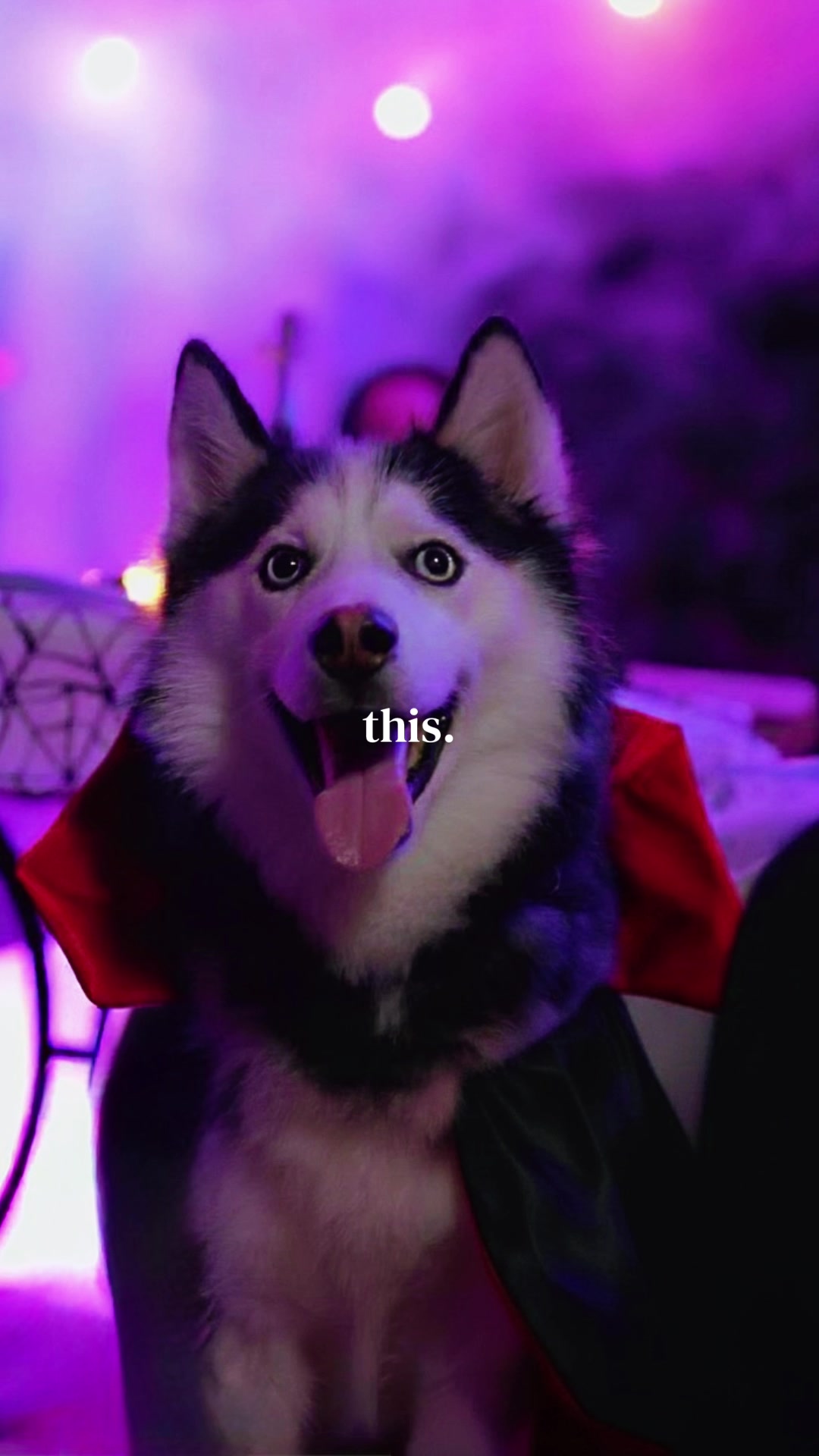 @Husky_mom