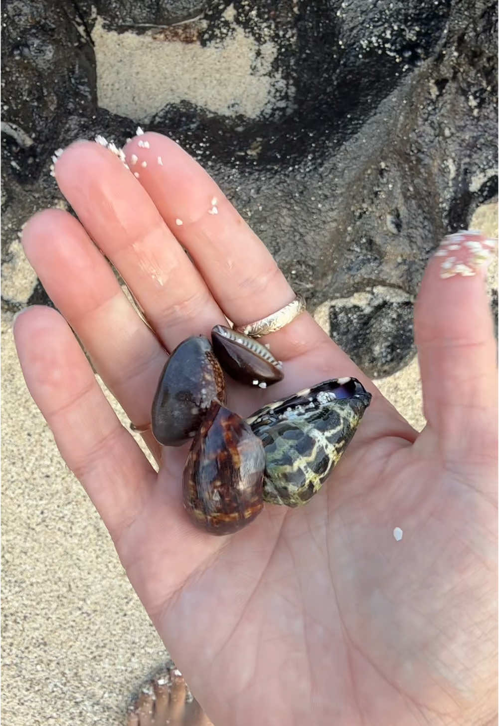 @Islandshells