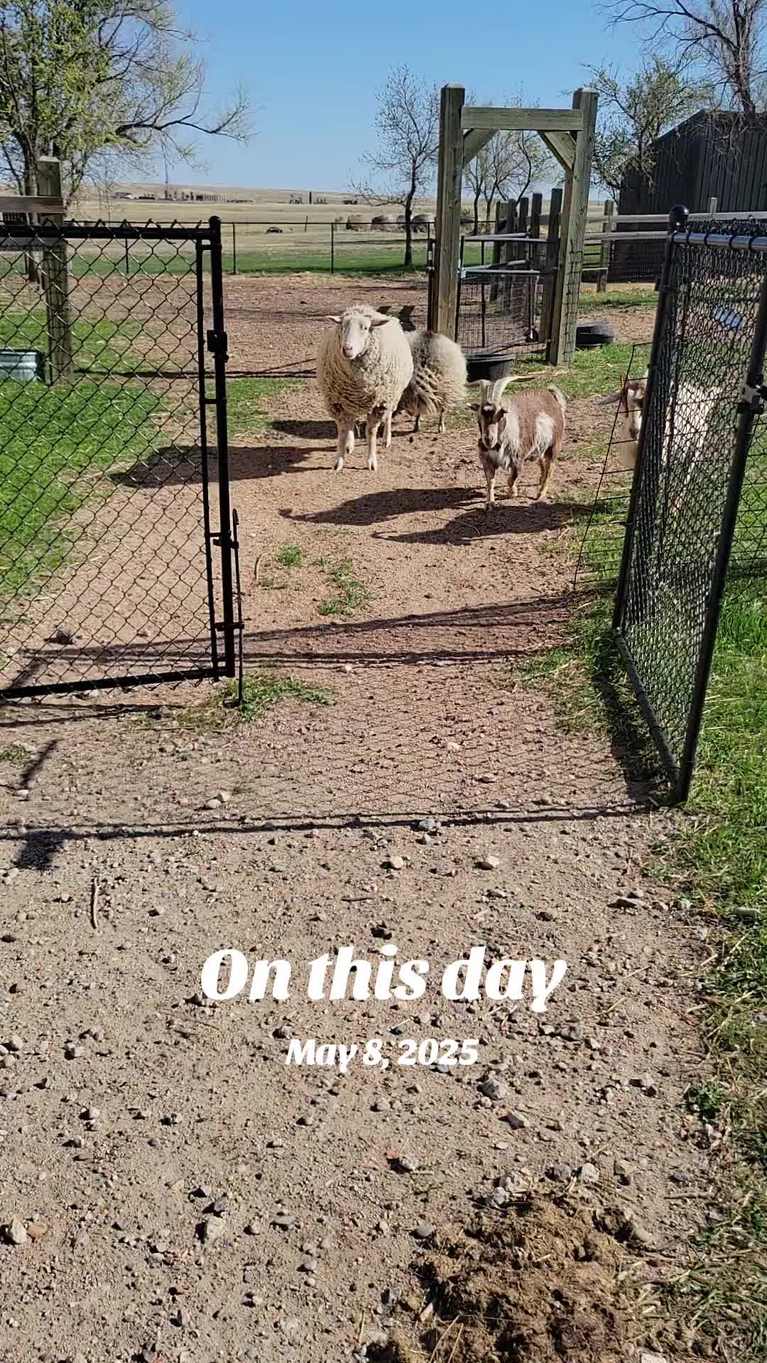 @Flint_❌ARRR Rescue Ranch