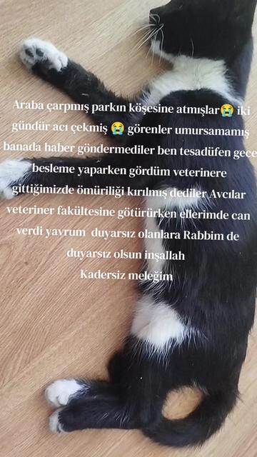 @Yildiz Rizeli 53 34