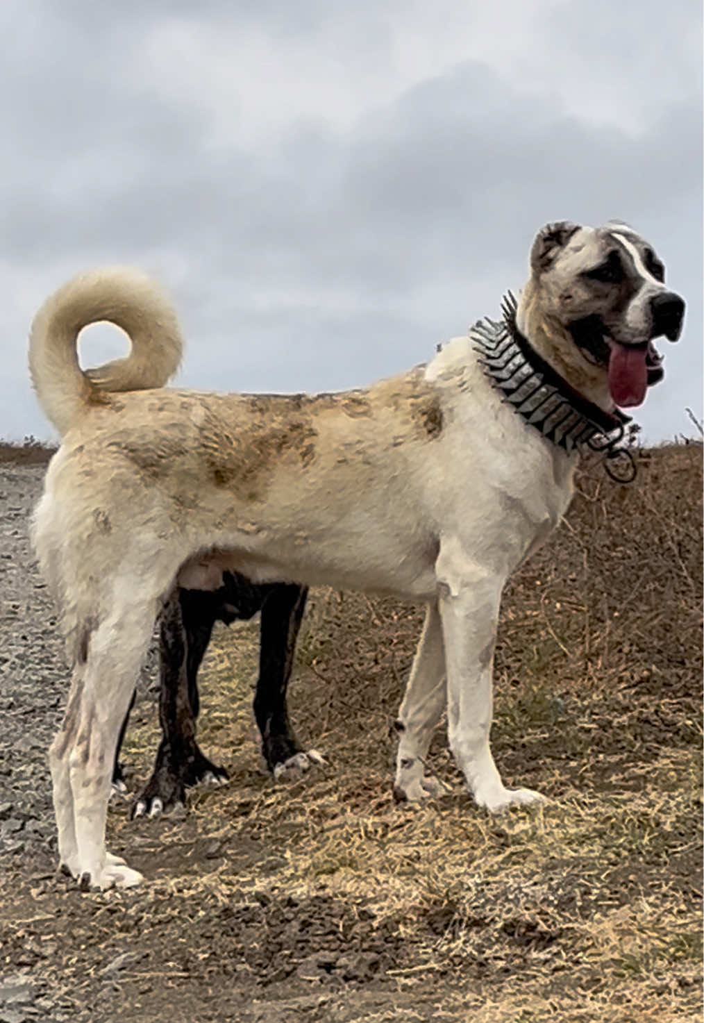 @💥K&ouml;rpe Kennels💥