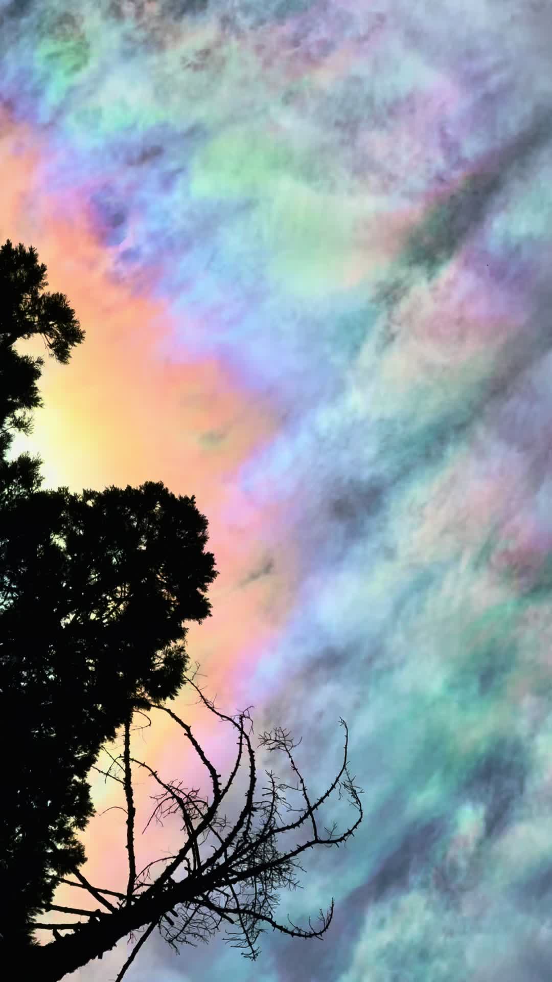 @Nature Lover ๐ฟโจ๐ฆ๐๐ป ๐โ๏ธ๐