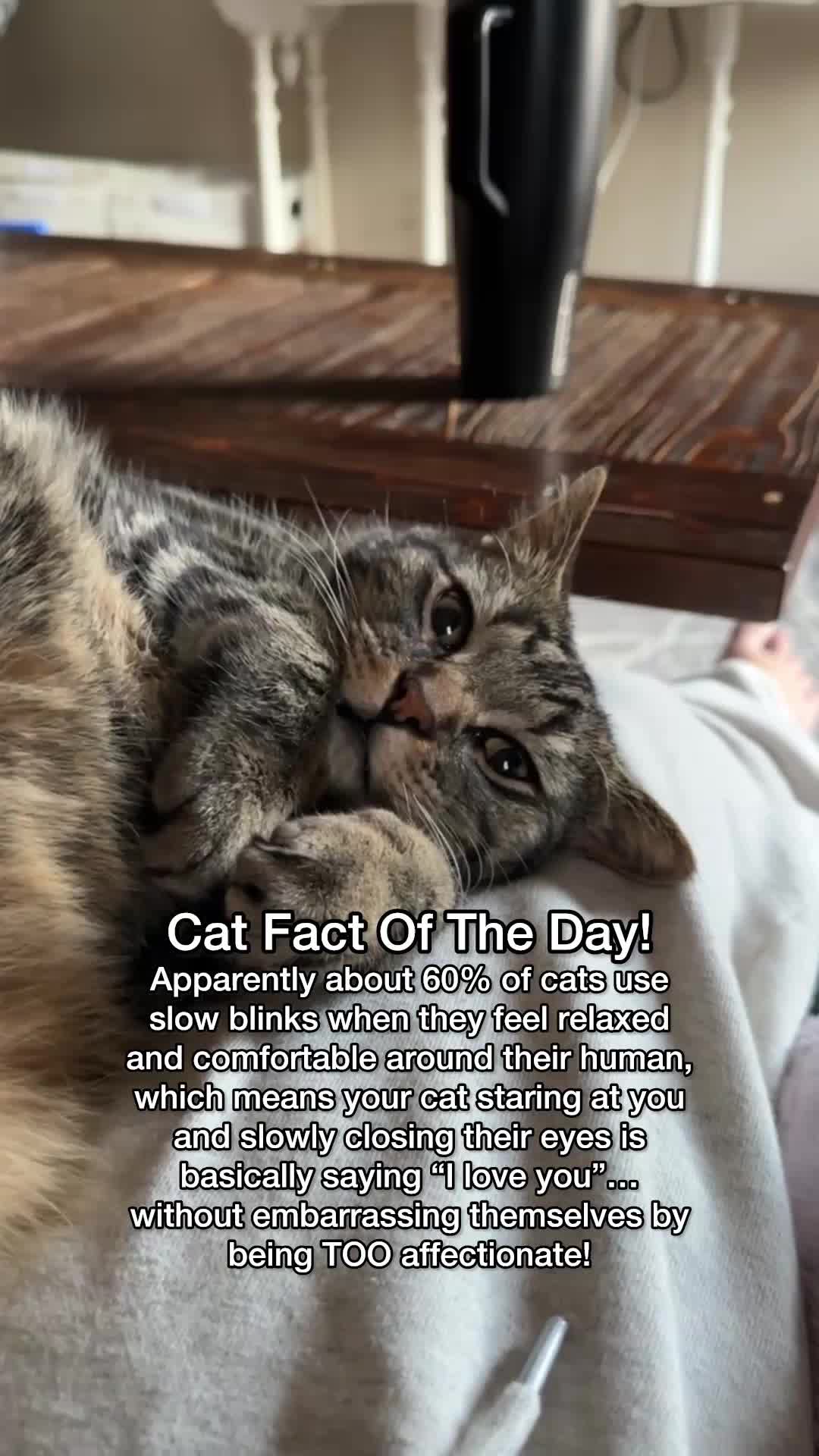 @Chip The Manx