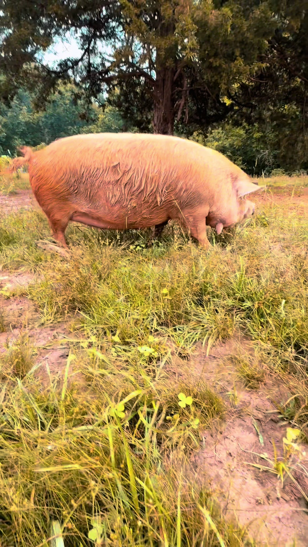 @merrickfarmstead