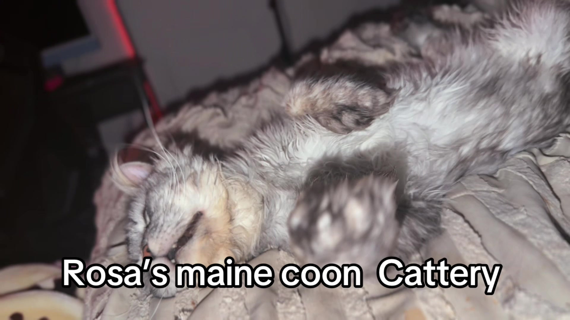 @Rosa’s maine coon in Texas🧛