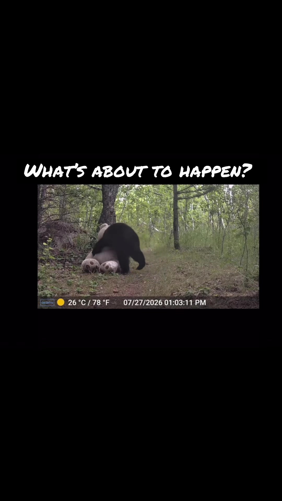 @Animal Antics
