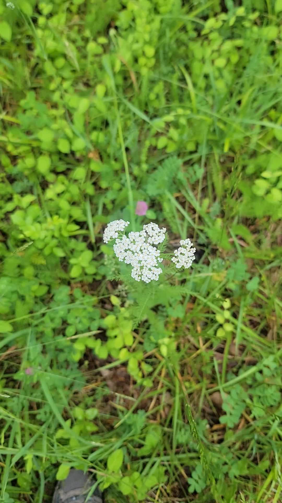 @Lucia Mitro318🇸🇰🇺🇲