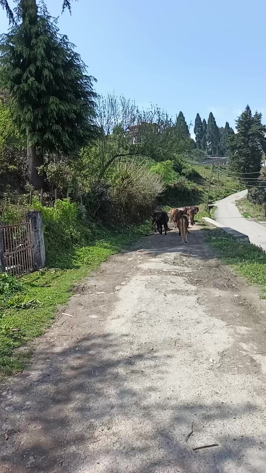 @Jigme Bhutan🇧🇹