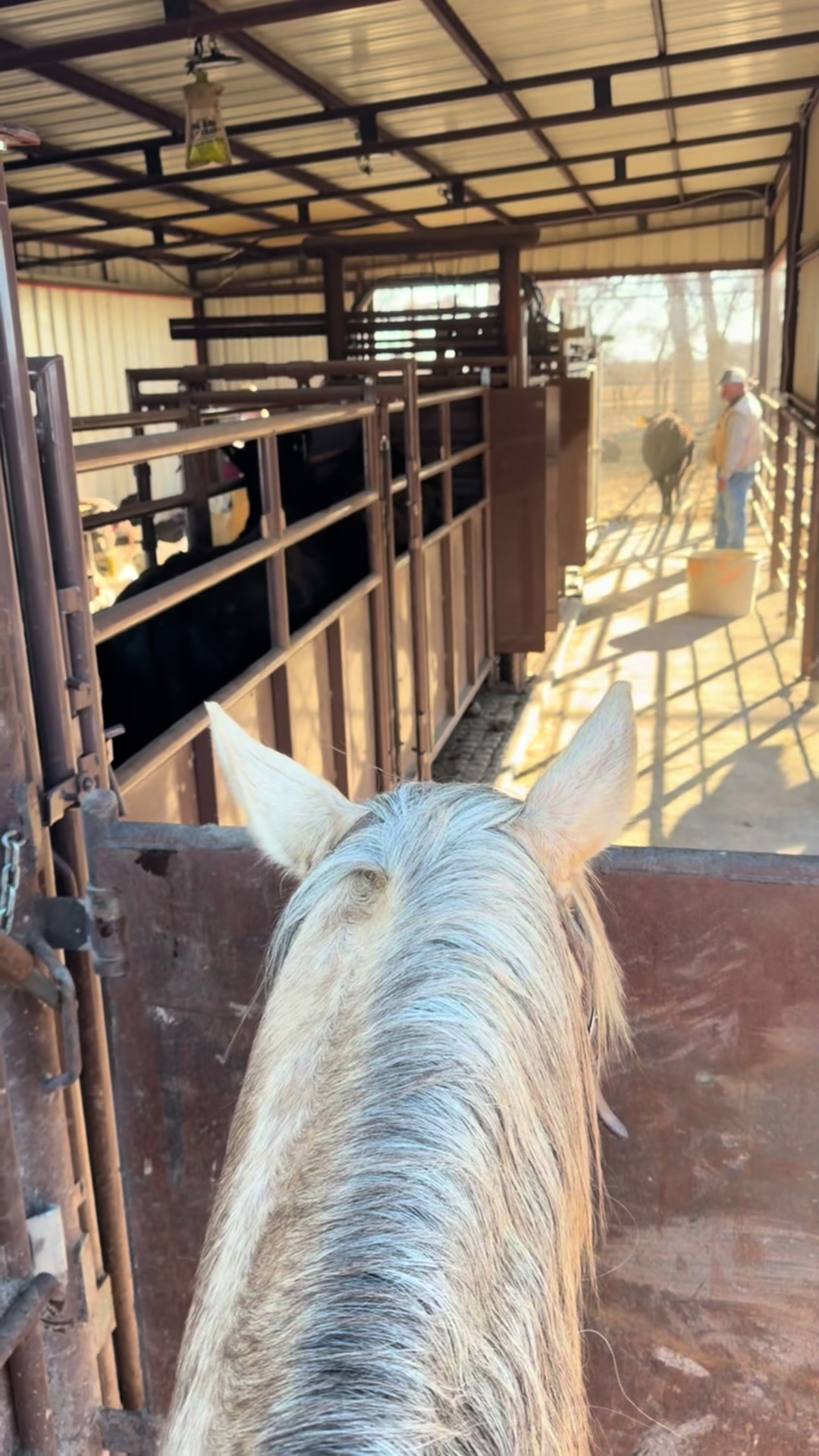@McKinneyLandCattle