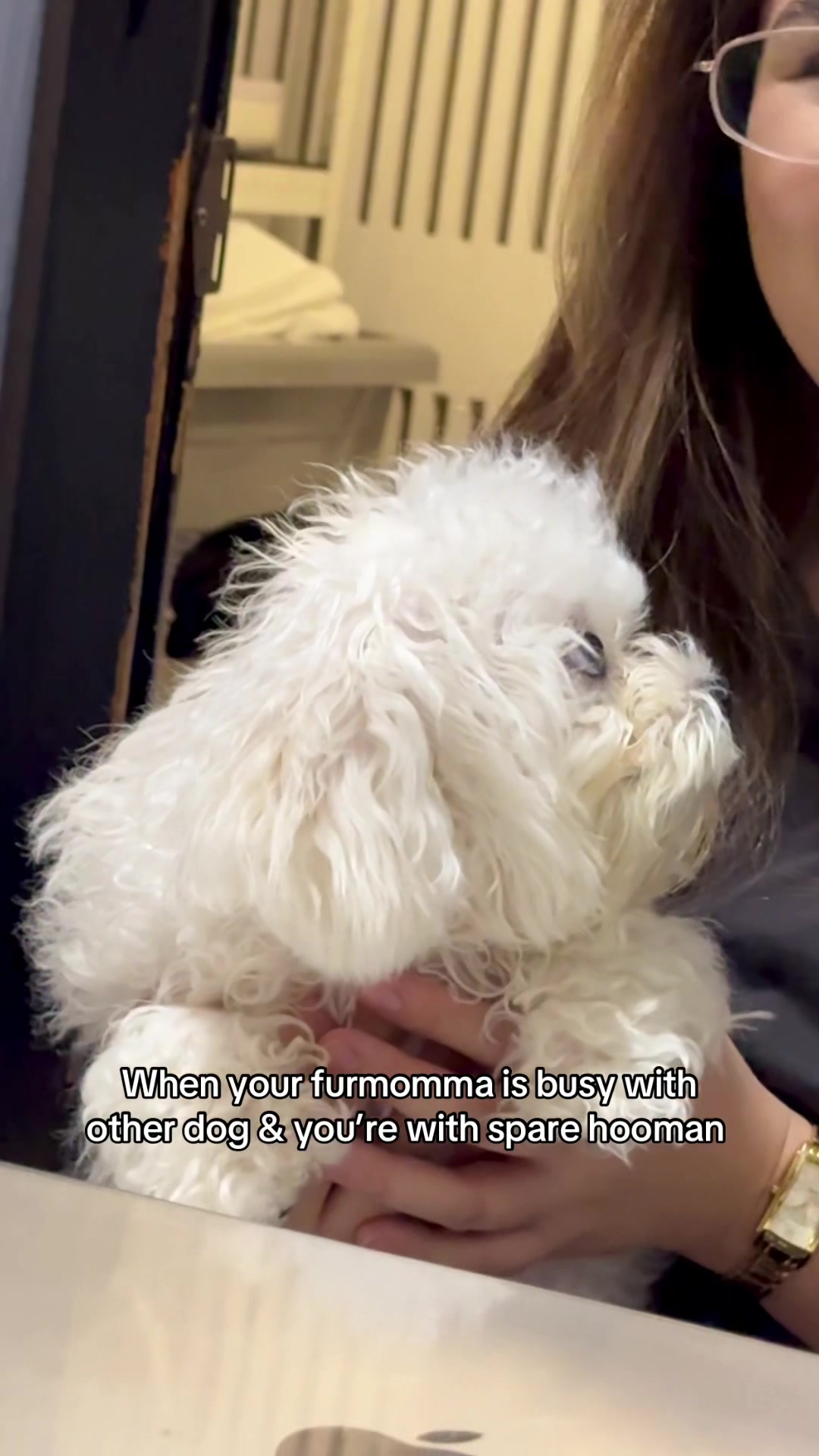 @CUCCI THE BICHON